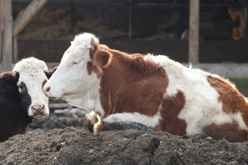 O ilde şap paniği! 18 köy ve 4 mahalle karantinaya alındı - Resim: 2