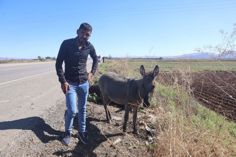 Hatay'da yavru eşek saatlerce yol kenarından ayrılmadı! Ağlatan gerçek yanına yaklaşılınca ortaya çıktı - Resim: 2