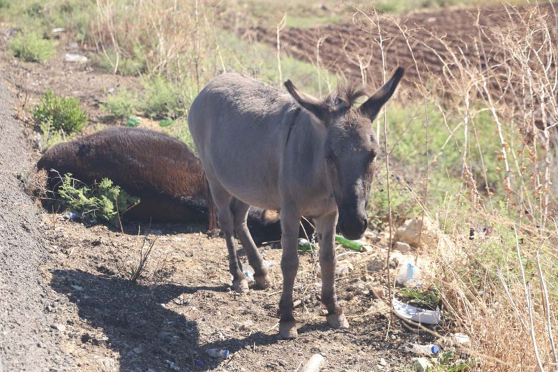 Hatay'da yavru eşek saatlerce yol kenarından ayrılmadı! Ağlatan gerçek yanına yaklaşılınca ortaya çıktı - Resim: 3