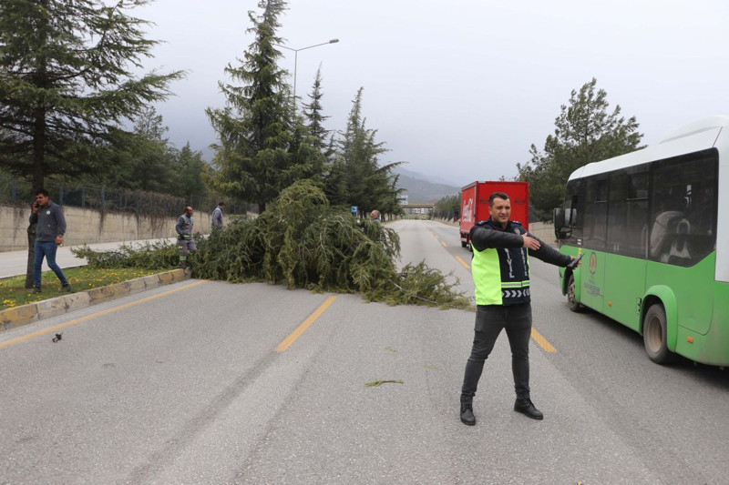Denizli'de fırtına ortalığı savaş alanına çevirdi; ağaçlar devrildi, çatılar uçtu! - Resim: 5