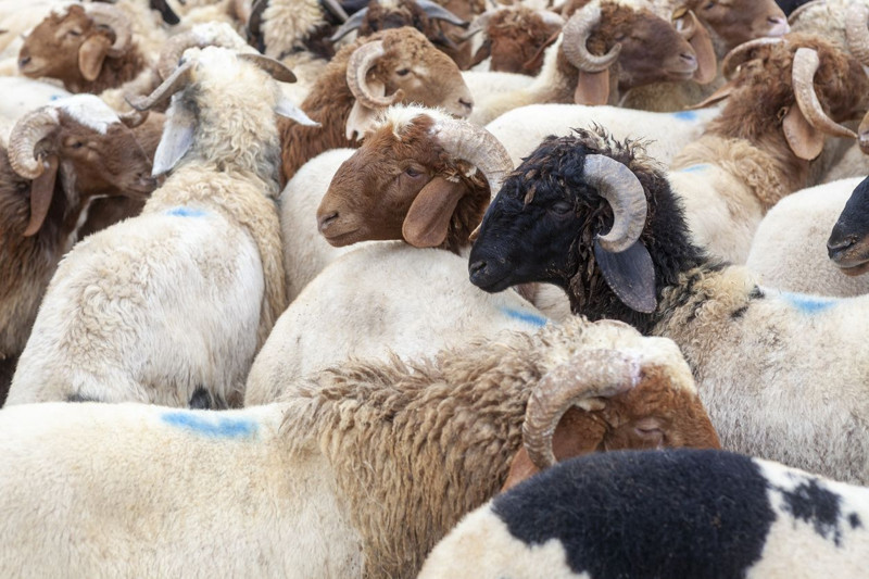 Kurban alırken nelere dikkat edilmeli? Uzmanlardan kritik uyarı - Resim: 4
