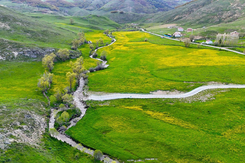 Sadece 20 gün sürüyor: 2 bin rakımlı vadide eşsiz görüntü - Resim: 2