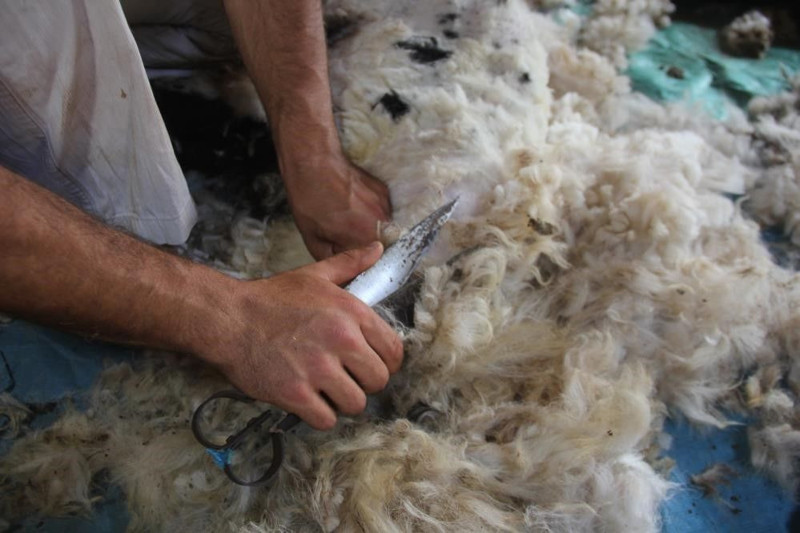 Erzincan’da koyunları bu işlemden geçirecekler! Günlüğü 3.000 TL'ye kadar var - Resim: 2
