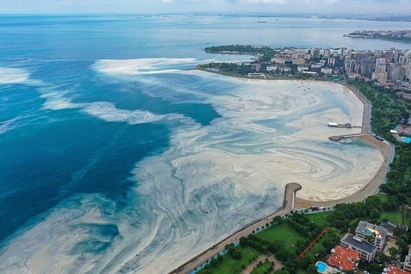 Marmara'da yüzeye 30 metre derinden yukarı gelmeye başladı. Gelirken o canlıları yok ediyor - Resim: 2