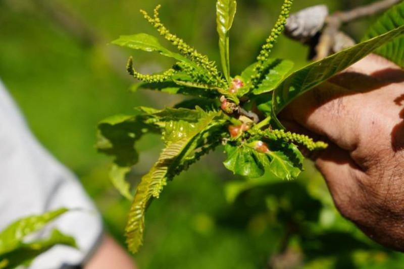 Samsun'da 40.000 tanesi teker teker doğaya salınacak... Doğa salındıktan 7 yıl sonra etkisini gösterecek - Resim: 5