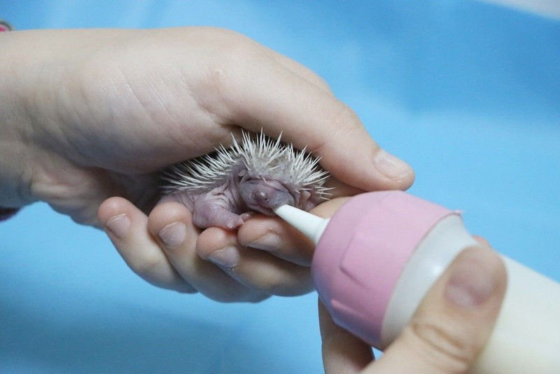 Yalova'da 1,2,3 tanesi doğada yan yana bulundu! Onları ilk gören vatandaş önce tanıyamadı ama daha sonra hemen çıkardı - Resim: 3