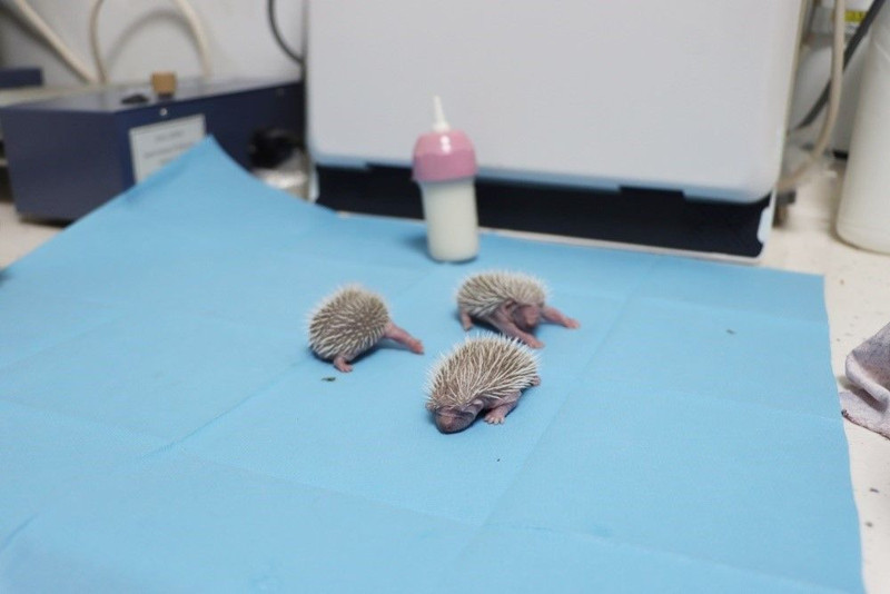 Yalova'da 1,2,3 tanesi doğada yan yana bulundu! Onları ilk gören vatandaş önce tanıyamadı ama daha sonra hemen çıkardı - Resim: 2