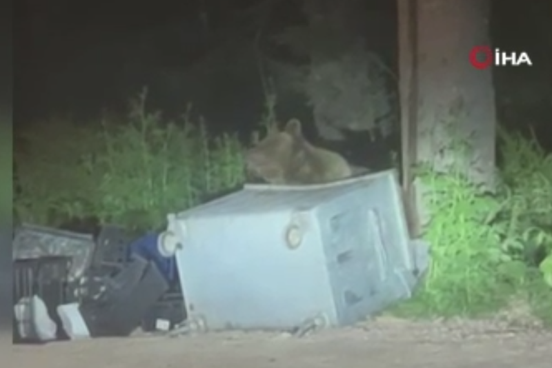 Uludağ’da panik anları! Aç kalan ayı yerleşim alanına indi, ortalık karıştı - Resim: 3