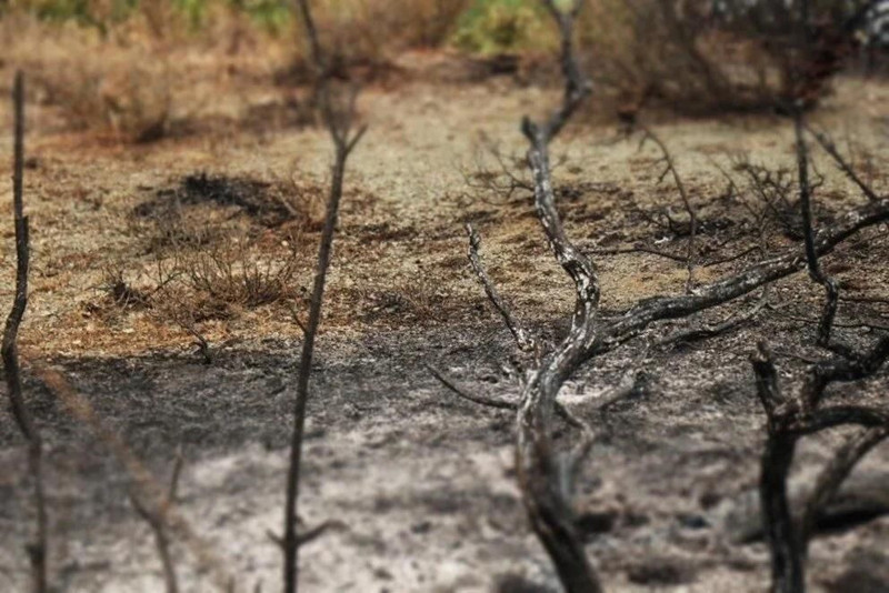 Sabah sönmüştü, akşam tekrar alevlendi: Sakarya-Bilecik hattındaki yangın köyleri tehdit ediyor - Resim: 4