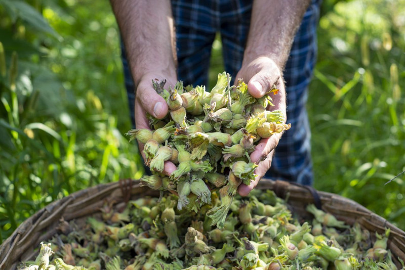 Erzincan’da bir ilke imza attı! Olmaz denileni başaran çift, o üründen 1 ton verim bekliyor - Resim: 3