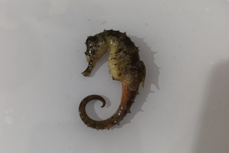 Hakkari’de balık poşetinden çıkan canlı gündem oldu! Görüntüler şaşkınlık yarattı - Resim: 3