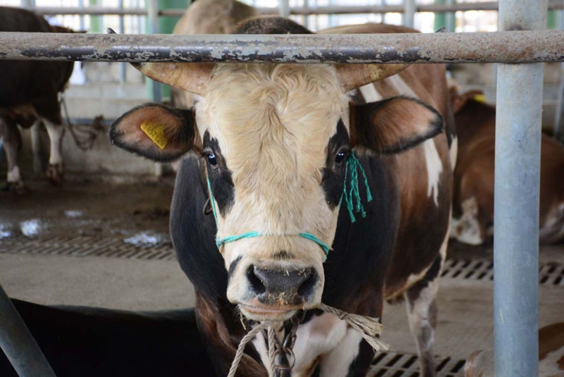 İllet hastalık yeniden Türkiye'de! 1 kişide ortaya çıktı hemen odaya kapatıldı, işte belirtileri - Resim: 2
