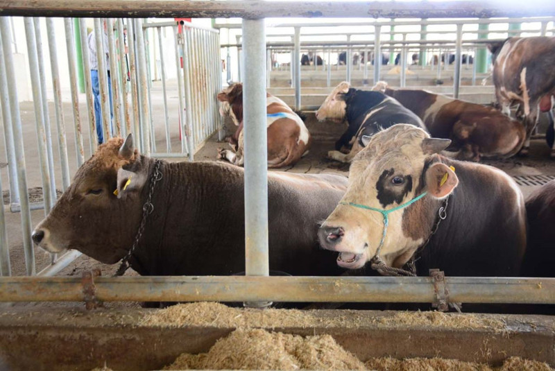 Lanet hastalık yeniden Türkiye'de! Tespit edilen 1 kişi özel bölgeye alındı, kimse yaklaştırılmıyor - Resim: 4