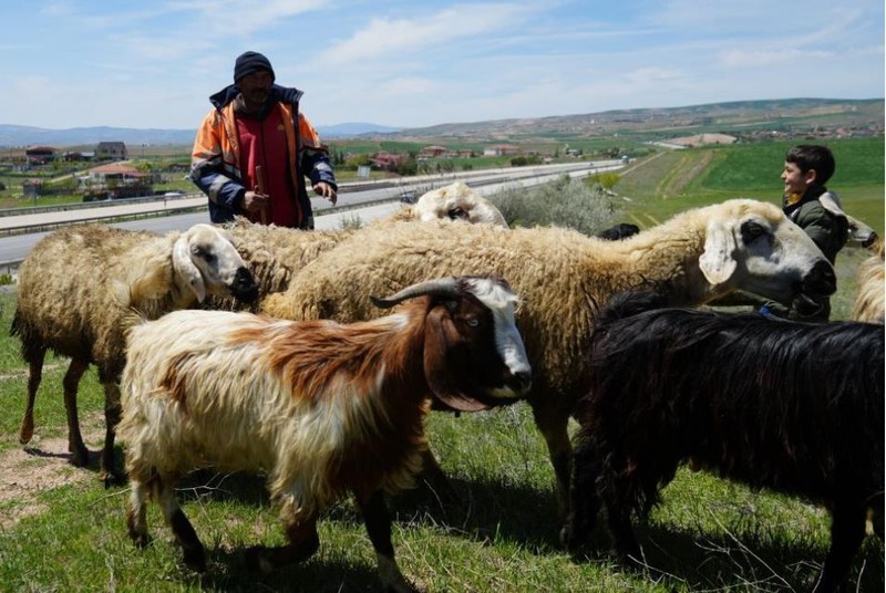Kırıkkale'de 1000'lerce koyuna bakan çoban, kendisi hakkında bir detayı verdi! 1000'lerce koyuna bakanın çobanın verdiği detayı duyanlar hayrete düştü - Resim: 1