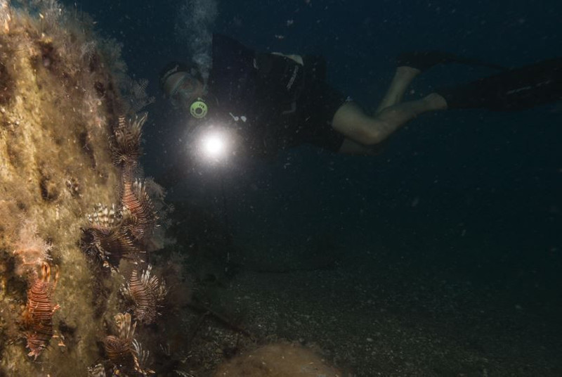 Hatay, Adana, Mersin ve Antalya'ya yerleşmişlerdi. Sayıları 71'e yükseldi. İzmir'den sonra Marmara'ya korkunç 71 uyarısı verildi istilacı hayvan artık ensenizde - Resim: 8