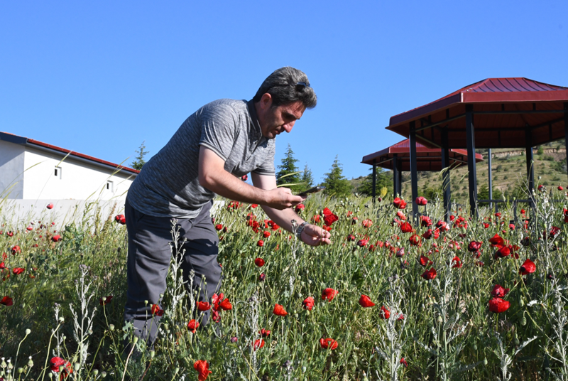 Yozgat'ta kırmızıya bürünen arazi kartpostallık görüntü oluşturdu - Resim: 6