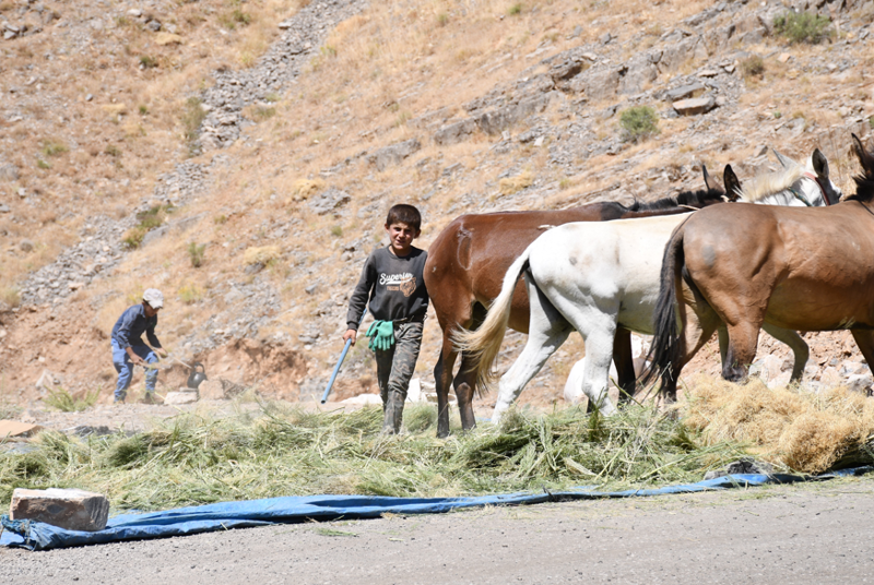 Şırnak’ın Uludere ilçesinde çiftçiler, yaylada topladıkları otları katırlarla öğütüp kışlık yem hazırlıyor - Resim: 1