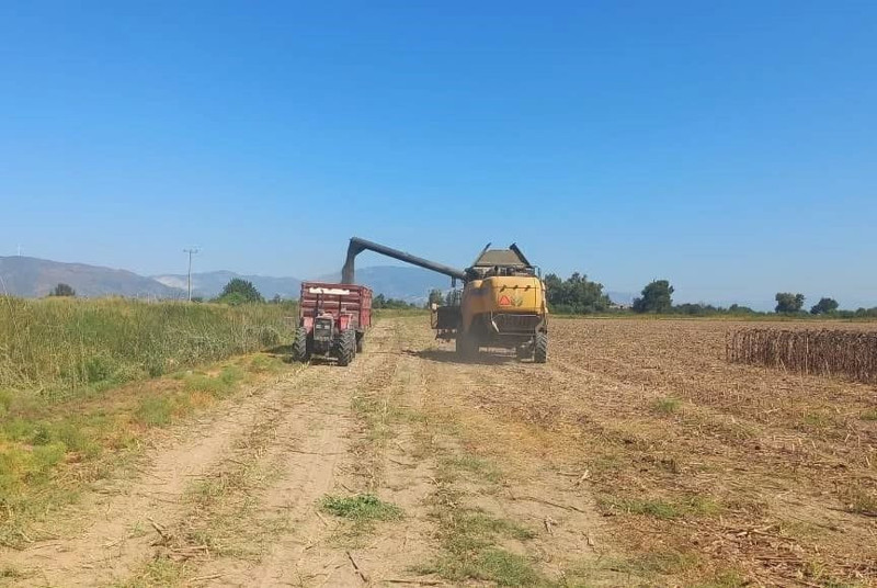 Aydın’da pamuk yerine alternatif ürün olan ayçiçeğinde 95 bin dekarı aşkın alanda hasat yapılıyor - Resim: 1