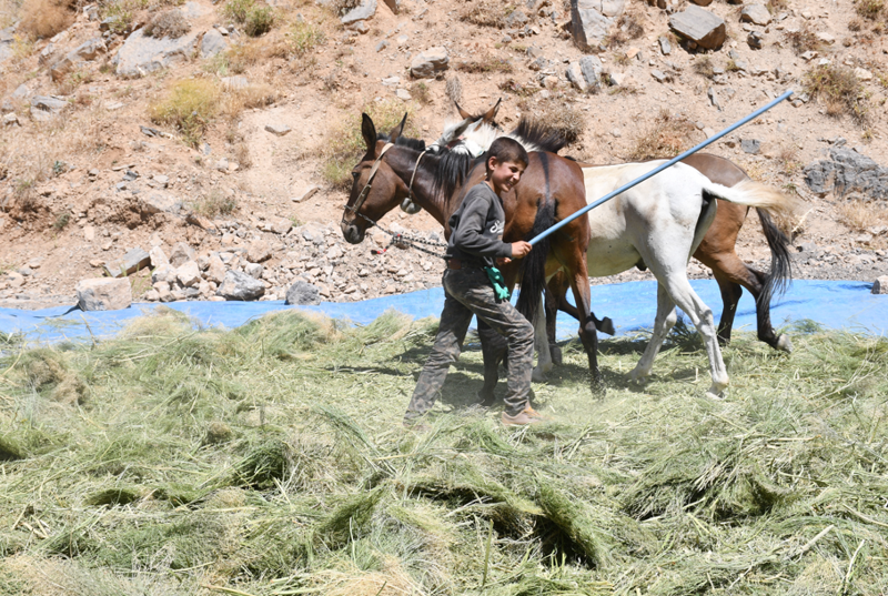 Şırnak’ın Uludere ilçesinde çiftçiler, yaylada topladıkları otları katırlarla öğütüp kışlık yem hazırlıyor - Resim: 3
