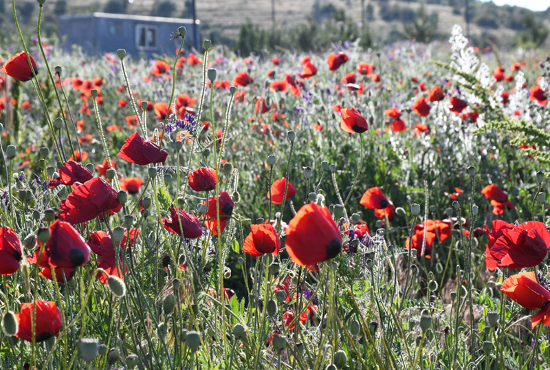 Yozgat'ta kırmızıya bürünen arazi kartpostallık görüntü oluşturdu - Resim: 2