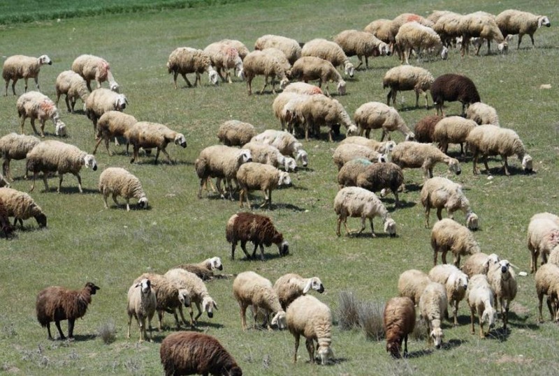 Kırıkkale'de 1000'lerce koyuna bakan çoban, kendisi hakkında bir detayı verdi! 1000'lerce koyuna bakanın çobanın verdiği detayı duyanlar hayrete düştü - Resim: 4