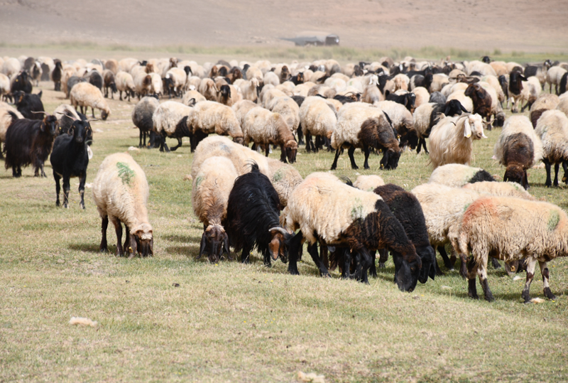 Şırnak yaylalarında 5 ay kalan göçerler, binlerce hayvanla 30 günlük dönüş yolculuğuna başladı - Resim: 2