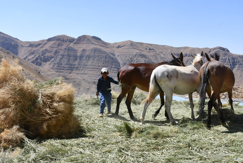 Şırnak’ın Uludere ilçesinde çiftçiler, yaylada topladıkları otları katırlarla öğütüp kışlık yem hazırlıyor - Resim: 4