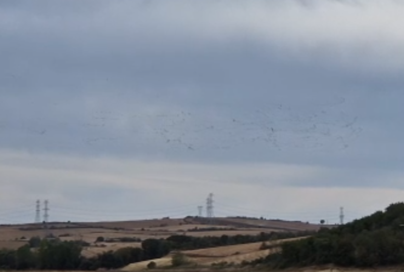 Tekirdağ’da yüzlerce leyleğin toplu uçuşu gökyüzünü kanatlarla kapladı! Vatandaşlar gözlerini gökyüzünden alamadı - Resim: 3