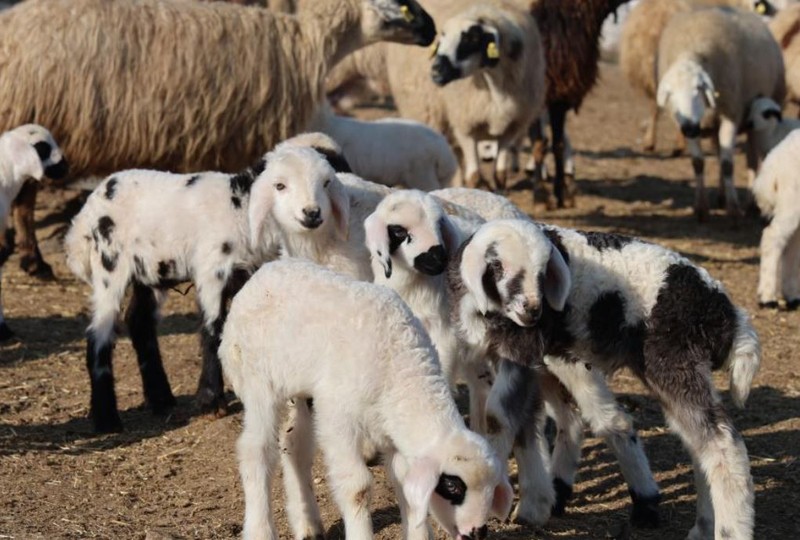 Elazığ'da 300 tane koyunu olan çoban, Türkiye'ye Elazığ'dan resmen korkunç haberi verdi. Köylerde gördüğü bir manzara - Resim: 3