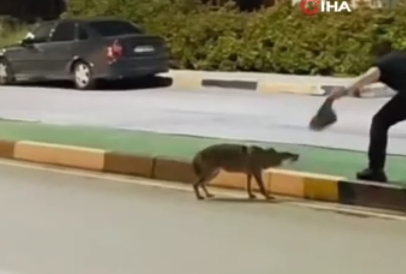 Karabük’te 1 tane hayvanı korkunç bir şekilde gördü. Refüjün başında kafasında onunla çaresizce bekliyordu - Resim: 3