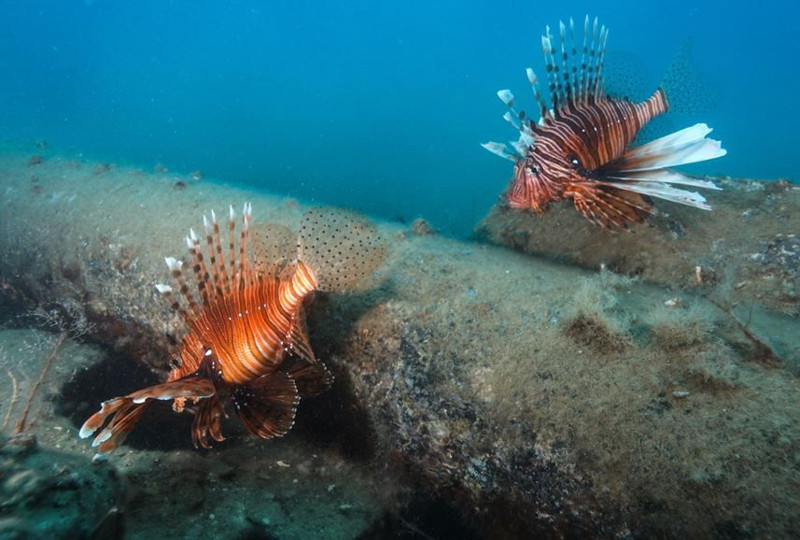 Hatay, Adana, Mersin ve Antalya'ya yerleşmişlerdi. Sayıları 71'e yükseldi. İzmir'den sonra Marmara'ya korkunç 71 uyarısı verildi istilacı hayvan artık ensenizde - Resim: 6