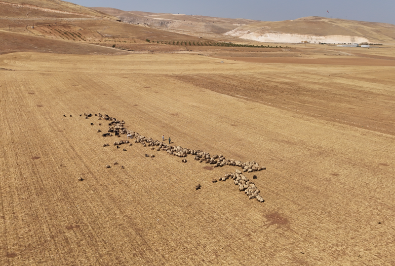 Batman’da buğday ve arpa hasadının ardından tarlalar hayvanlar için beslenme alanı oldu - Resim: 3