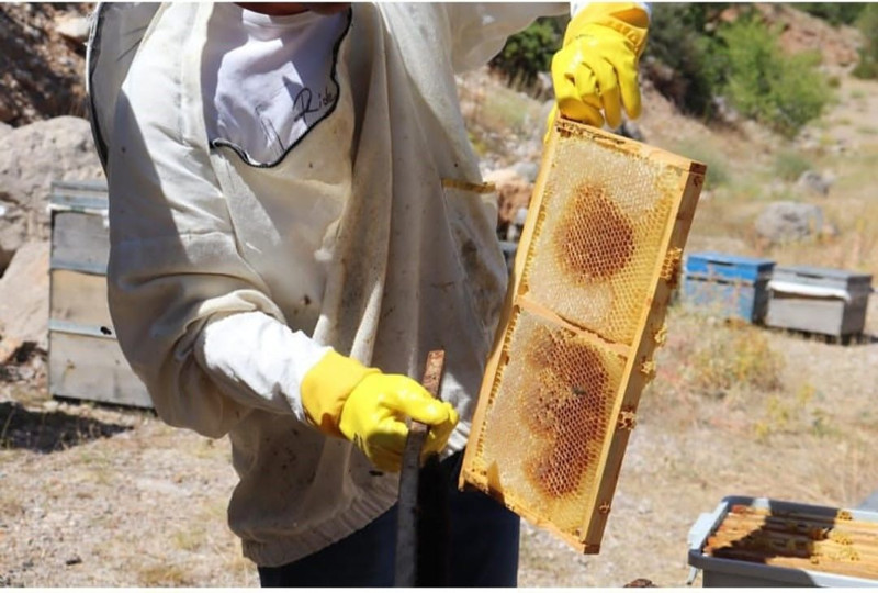 Erzincan’da yüksek rakımlı yaylalarda arıcılar sıcak altında maskelerini takıp bal hasadına başladı - Resim: 3