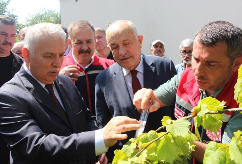 Trabzon'da da haftada 500.000 ile büyük istilaya geçen hayvana karşı çalışma başladı. Doğada her yere onlardan salınacak - Resim: 1