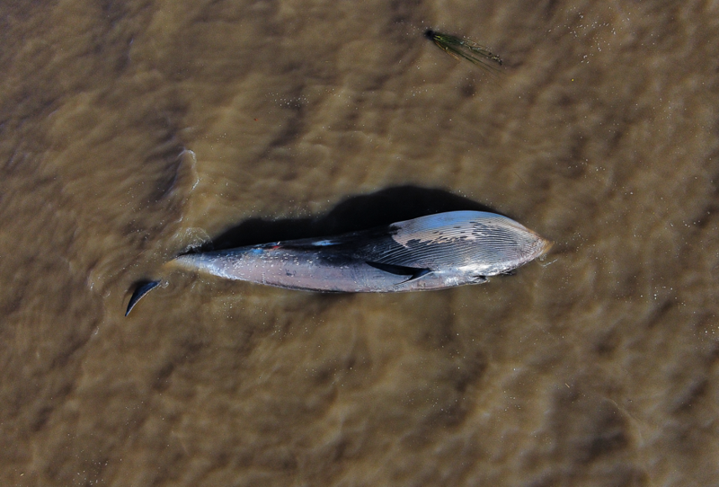 Arjantin Buenos Aires’te kıyıya vuran ölü Sei balinası endişe yarattı - Resim: 3