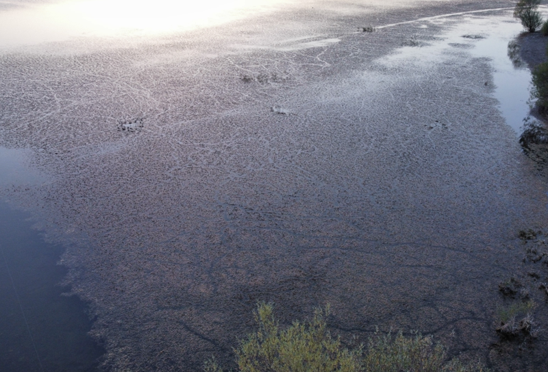 Çorum Alaca’daki İbrahimköy Göleti yosun ve atıklarla doldu, vatandaşlar tepkili - Resim: 4