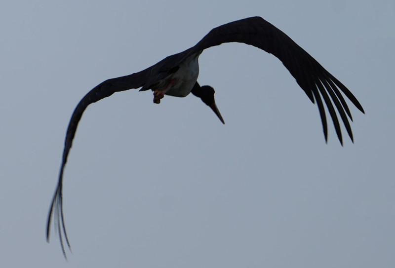 Barajı kıyısında objektiflere yansıdı, bir süre gezindi sonra gökyüzüne yükseldi - Resim: 2