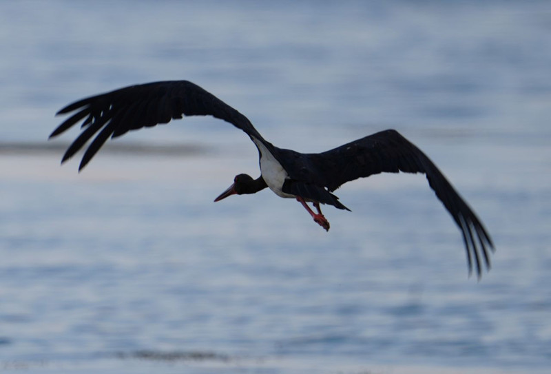 Barajı kıyısında objektiflere yansıdı, bir süre gezindi sonra gökyüzüne yükseldi - Resim: 3