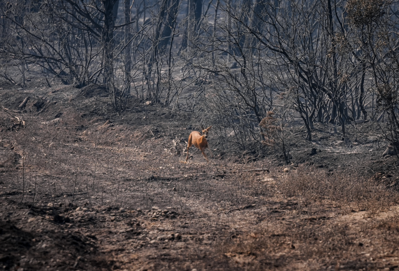 Çanakkale’de orman yangınında kaydedildi, canını kurtarmak için koşarak gözden kayboldu - Resim: 1