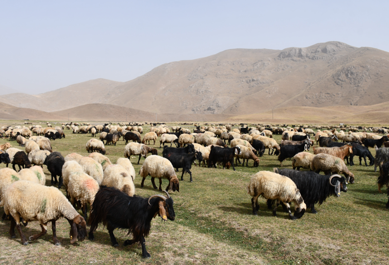 Şırnak yaylalarında 5 ay kalan göçerler, binlerce hayvanla 30 günlük dönüş yolculuğuna başladı - Resim: 5