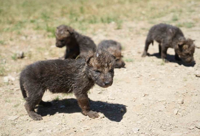 Muş’ta yaylada 600'den fazla koyununu otlatan çoban, bir anda çalılıkların arasında duran 2,3,4,5 taneyi fark etti. İçeri girince resmen karşısında onları gördü - Resim: 6