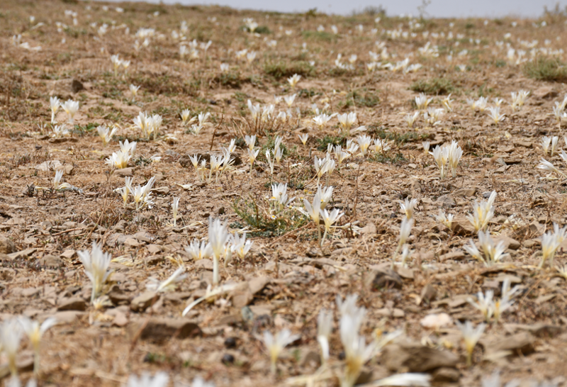 Şırnak'ta kışın habercileri topraktan çıktı yaylalar terk edilmeye başladı - Resim: 4