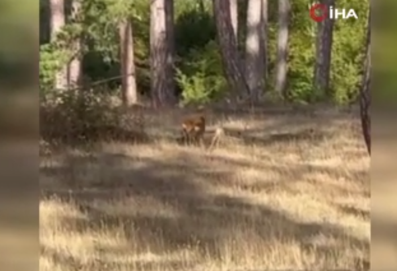 Karabük’te 1 değil tam 3 tanesi aynı anda görüldü. O anları cep telefonuyla kayda aldı - Resim: 1