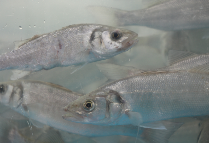 İzmit'te 6.000 tanesi doğaya salındı. 6.000 tanesi rekor sayıyla doğanın her yerini kaplayacak - Resim: 4