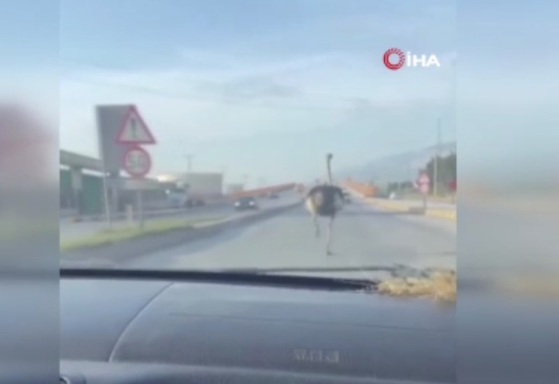 Hatay’da bir anda trafikte sürücülerin önüne çıktı. Şoförler çiftlikten kaçan nadir hayvanı görünce acilen frene bastı - Resim: 4