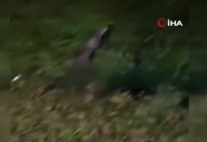 Muğla'da 1 tanesi doğada çalılıkları yarıp geçtiği sırada görüntülendi. Yakında onu 1 kez bile Türkiye'de görmek zor olacak - Resim: 3