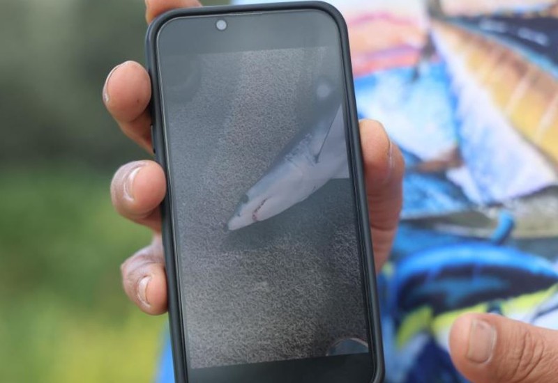 Hatay'da amatör balıkçı denize oltasını atınca ucuna takılan hayvana inanamadı. 1 tane gelmişti sadece arkadaşları inanmaz diye hemen fotoğrafını çekti - Resim: 3