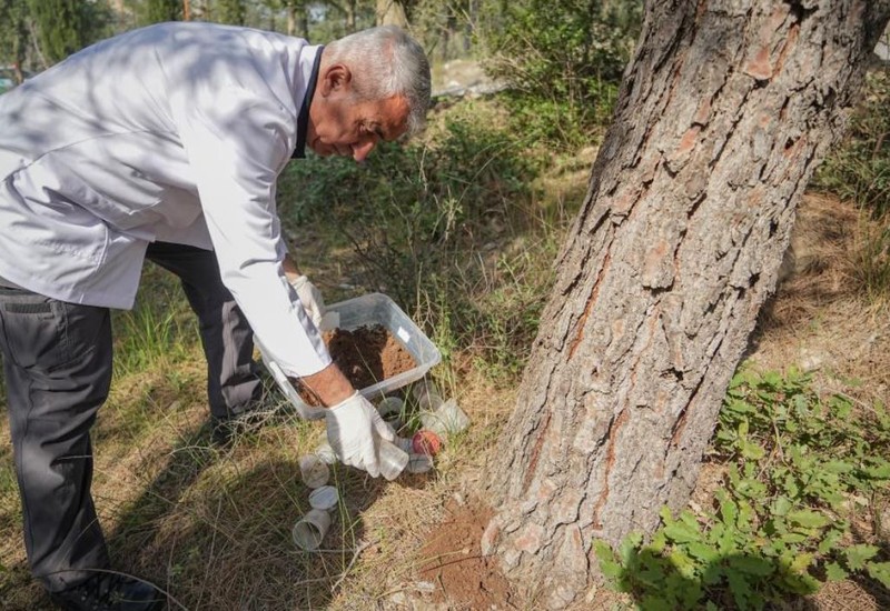 Bursa'da 440 bin 335 tanesi teker teker doğaya salındı. Dün 24 bin tanesi de bırakıldı, 6 bin tanesi daha bırakılacak. Doğanın her yerinde olacaklar - Resim: 3