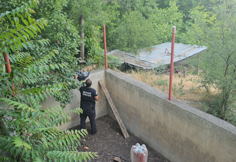 Erzincan’da sulama havuzuna düşen iki tilki kurtarılarak doğaya salındı - Resim: 3