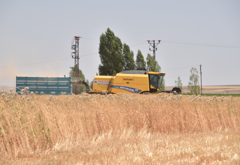 Bitlis Ahlat’ta 500 bin dekarlık alanda buğday hasadı sürüyor - Resim: 2